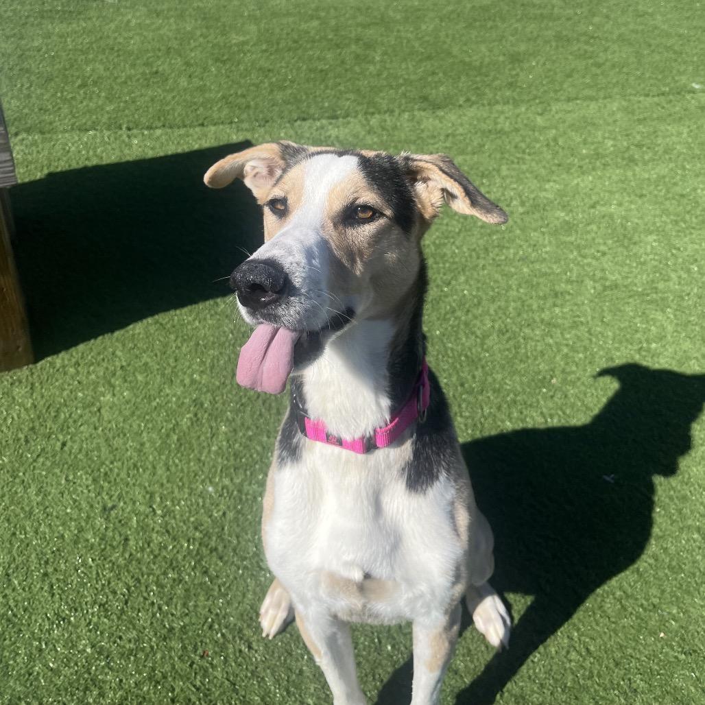 Enlarge Roxy, a Adoptable mixed breed in Bristol, IN image 3/5