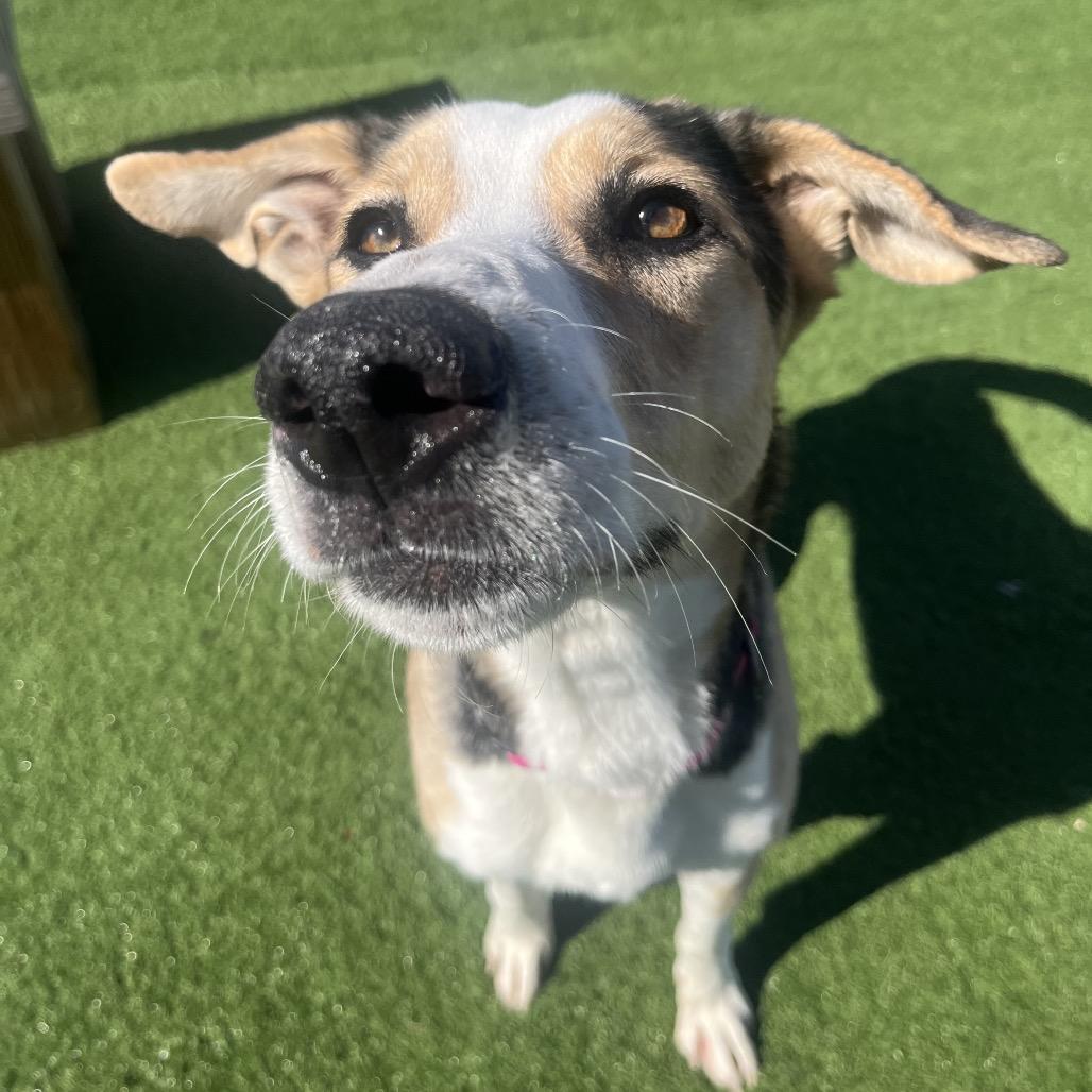 Enlarge Roxy, a Adoptable mixed breed in Bristol, IN image 4/5