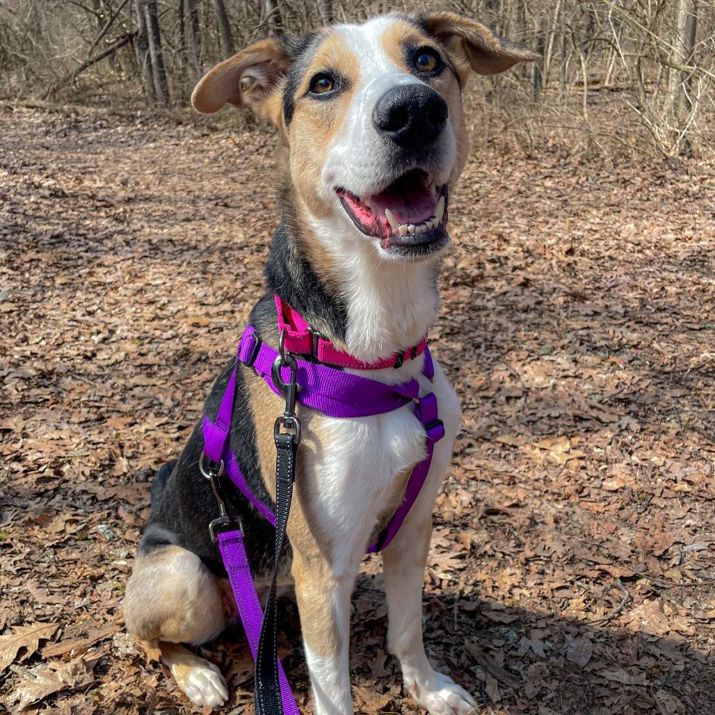 Enlarge Roxy, a Adoptable mixed breed in Bristol, IN image 5/6