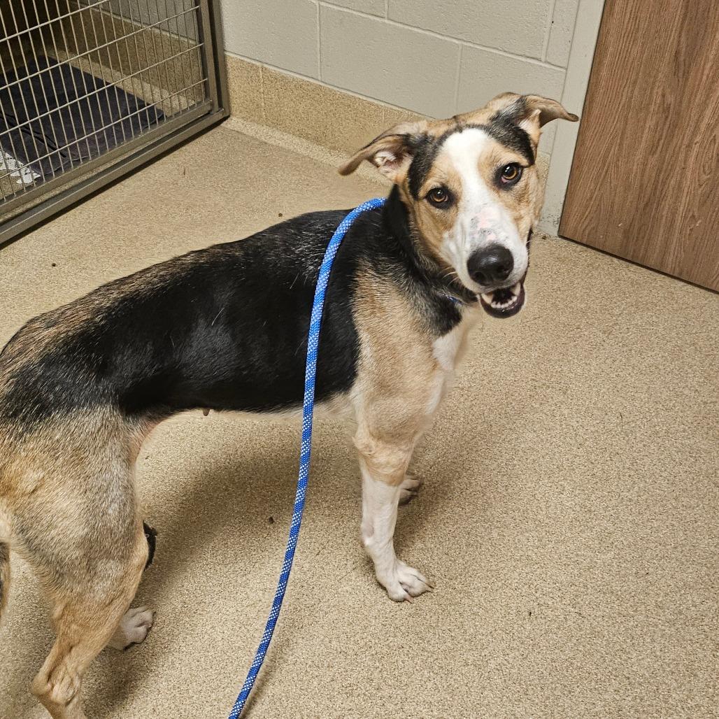 Enlarge Roxy, a Adoptable mixed breed in Bristol, IN image 5/5