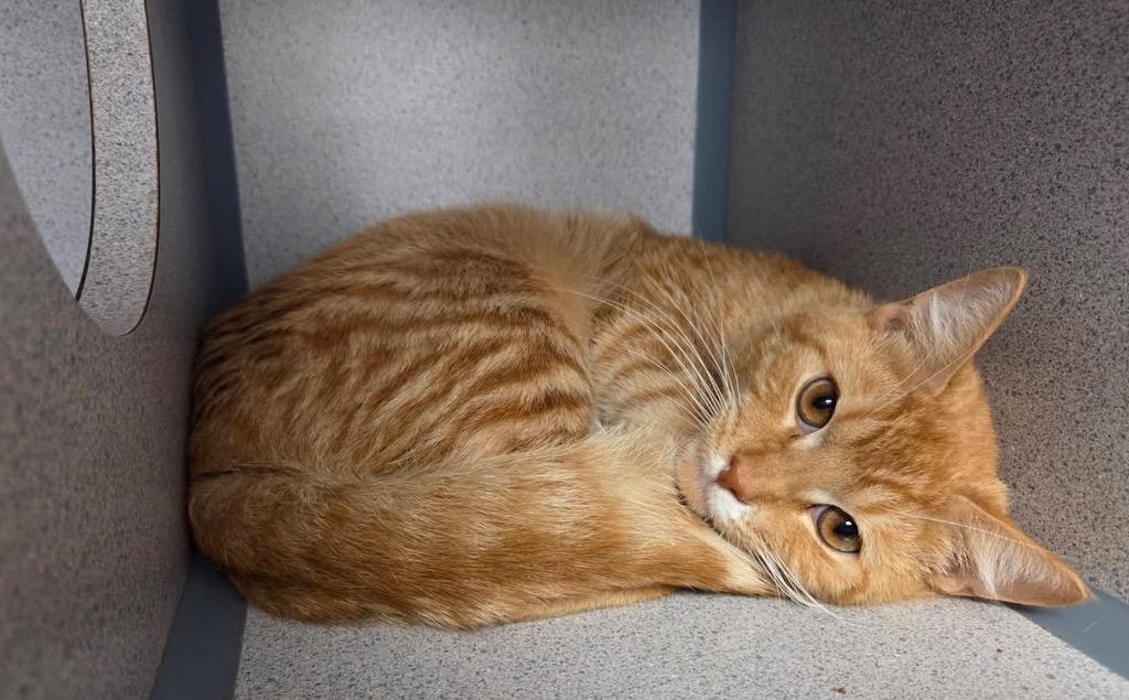 Aspen, Adopted, Young Male Domestic Short Hair.