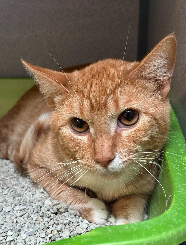 Enlarge Aspen, a Adopted mixed breed in Liverpool, NY image 2/2