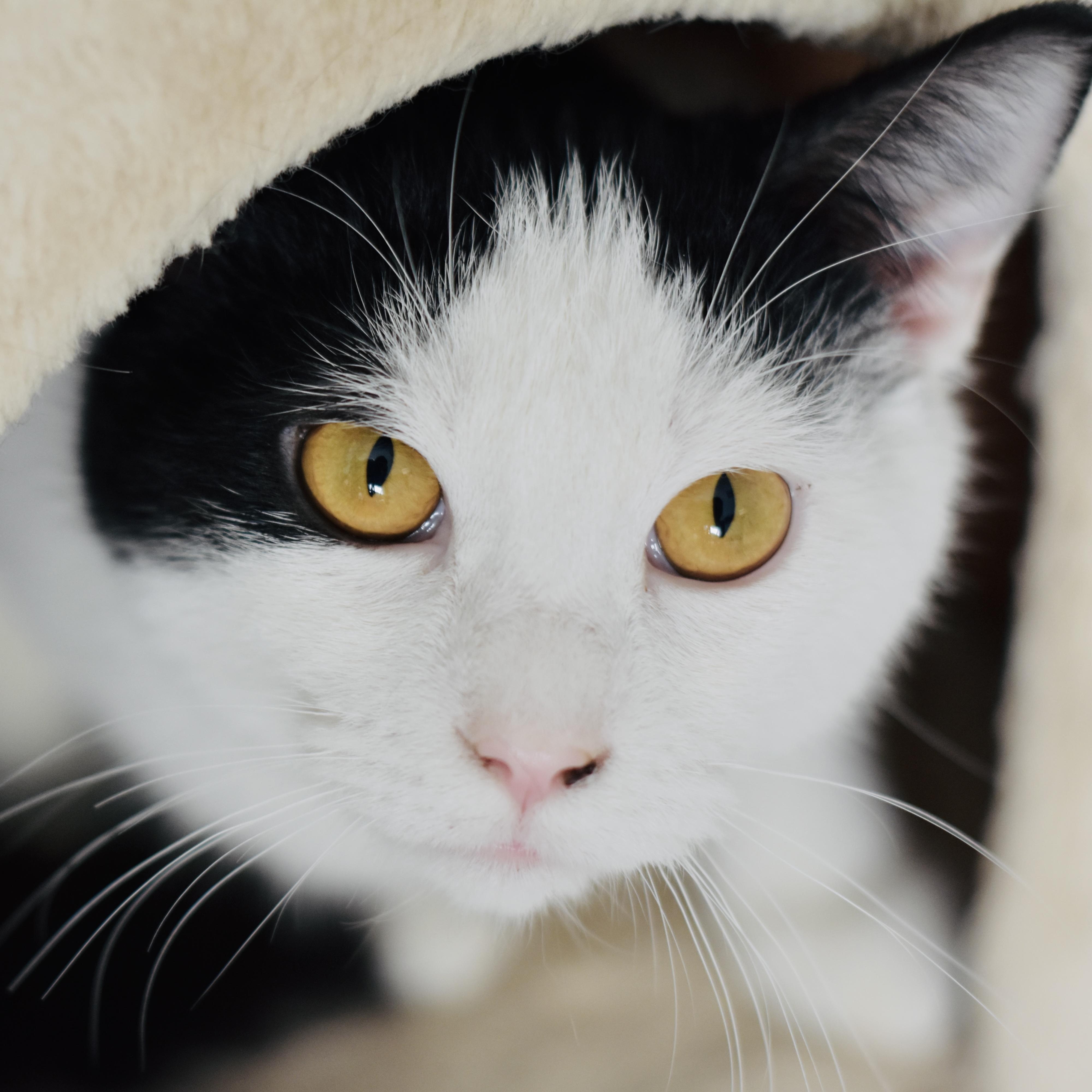 Porter, a Adoptable Domestic Short Hair in Cincinnati, OH image 1/6