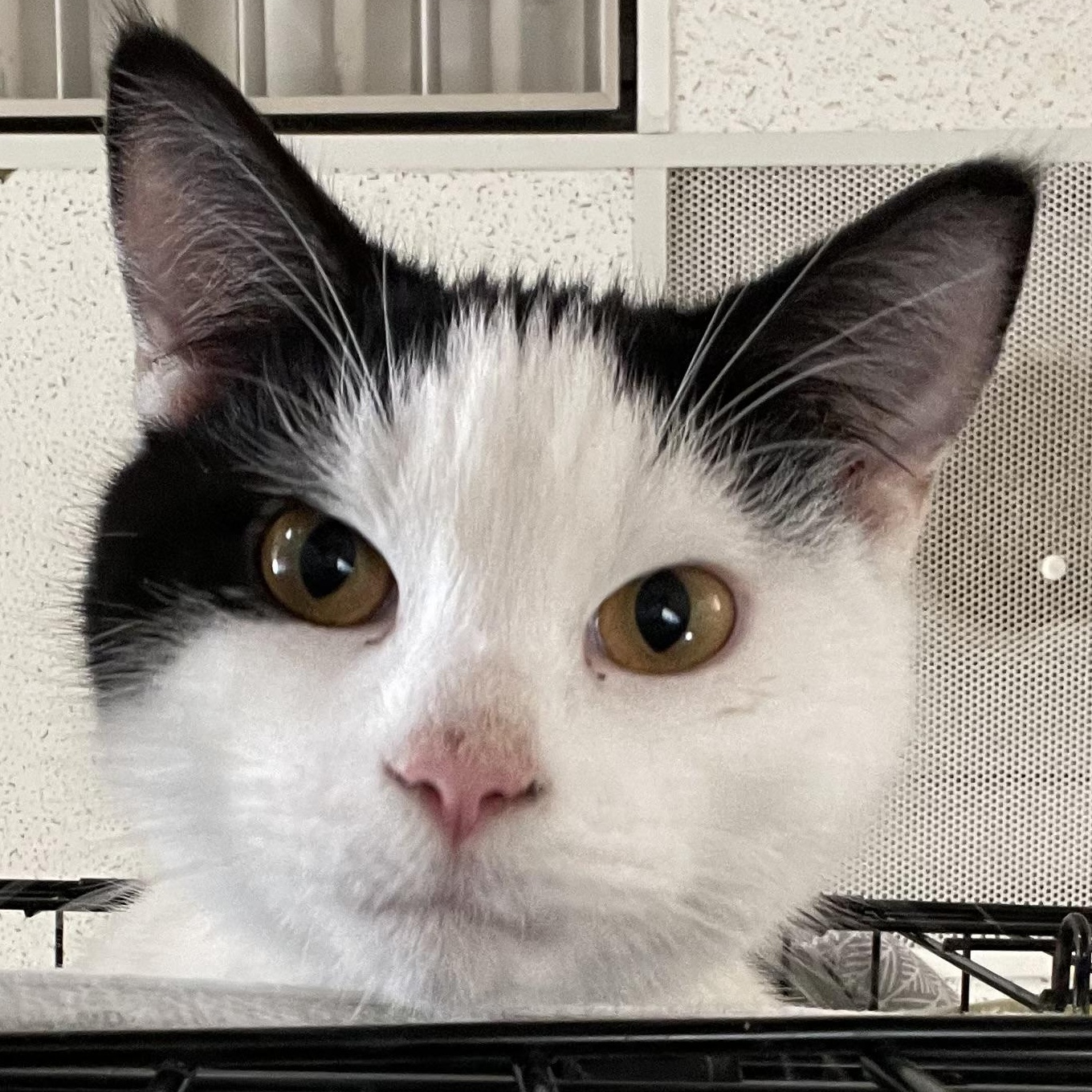 Porter, a Adoptable Domestic Short Hair in Cincinnati, OH image 4/6