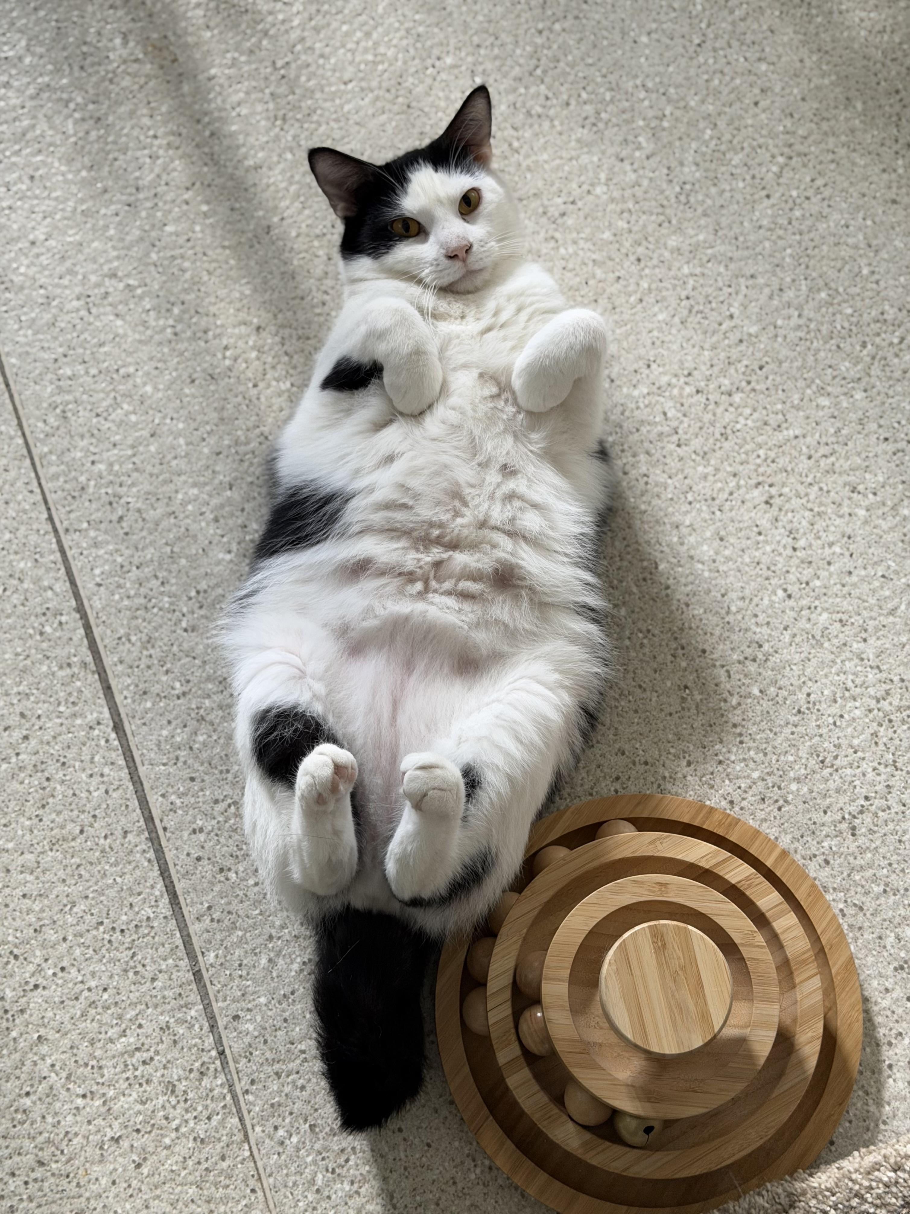 Porter, Adoptable, Young Male Domestic Short Hair.