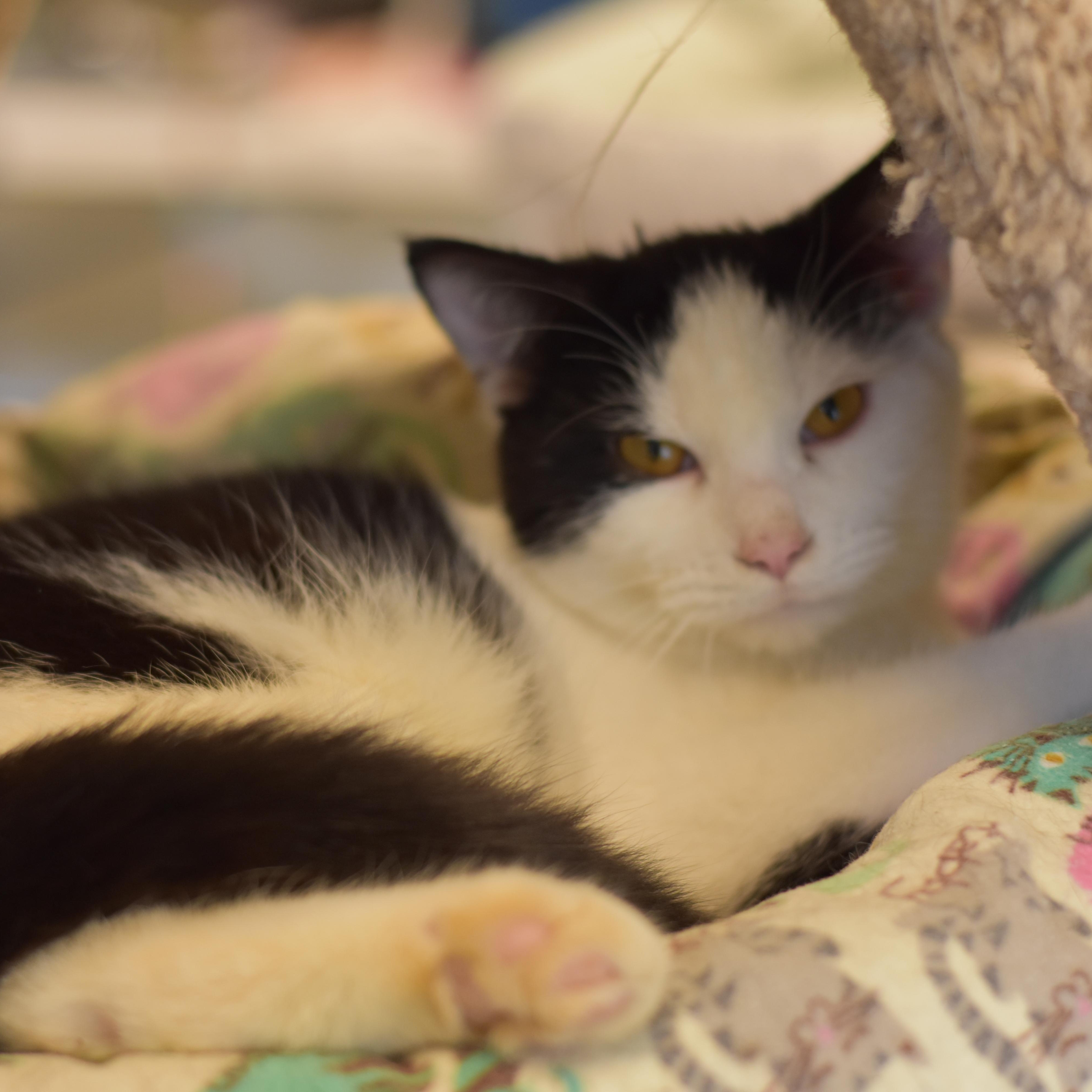 Porter, a Adoptable Domestic Short Hair in Cincinnati, OH image 3/6
