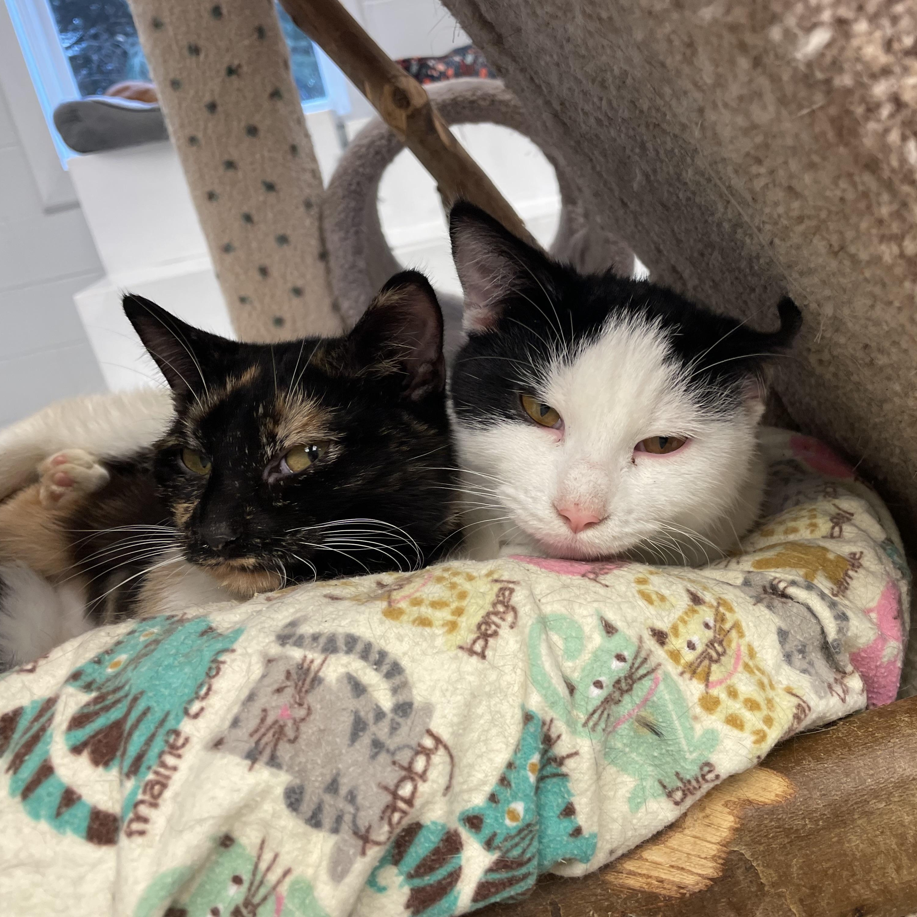 Porter, a Adoptable Domestic Short Hair in Cincinnati, OH image 5/6