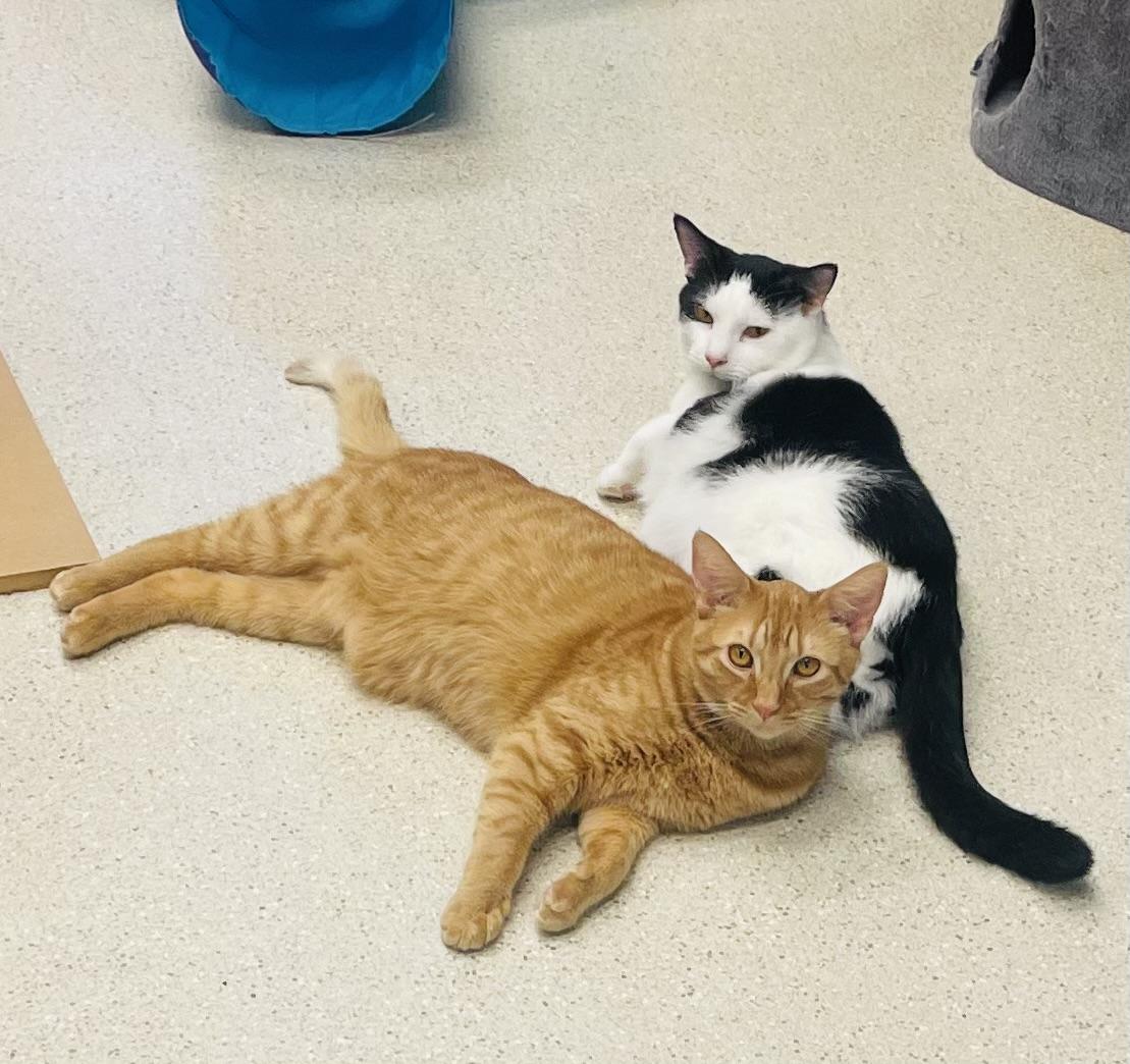Porter, a Adoptable Domestic Short Hair in Cincinnati, OH image 5/6