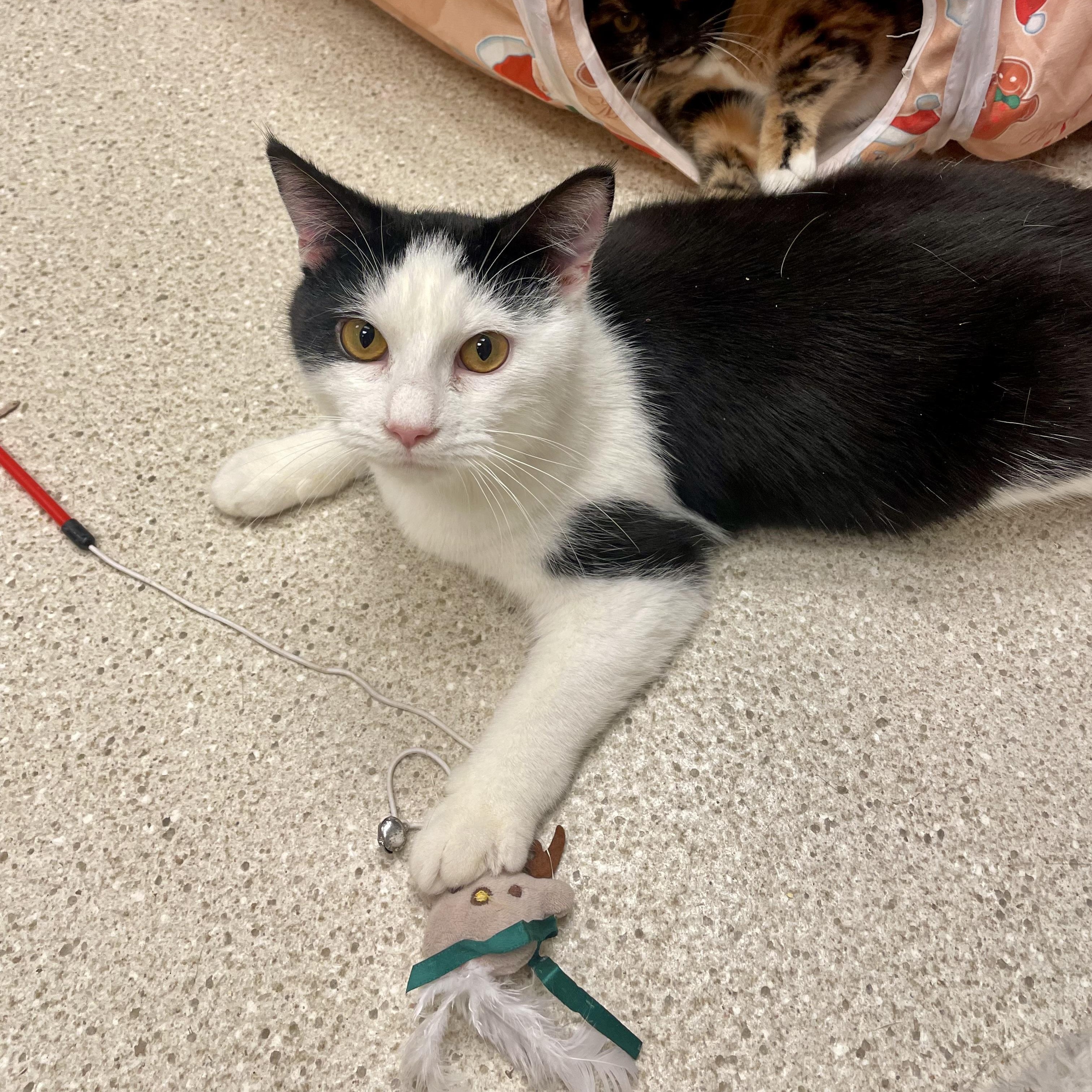 Porter — thumbnail 6