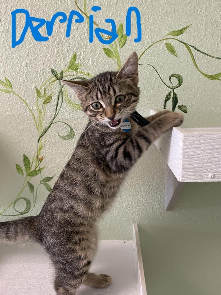 Derrian, Adopted, Young Male Domestic Short Hair.