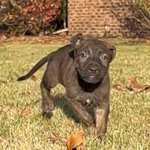 Enlarge Bob, a Adoptable mixed breed in Midland, MI image 1/1