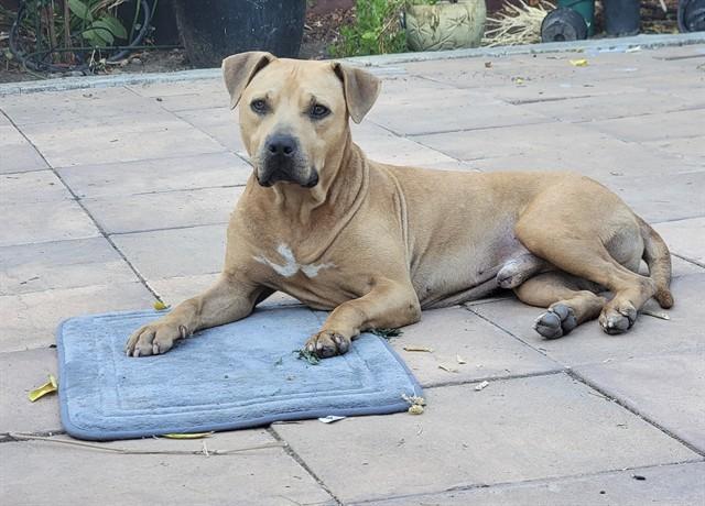 Enlarge PERCY, a Adoptable Pit Bull Terrier in San Jose, CA image 1/1