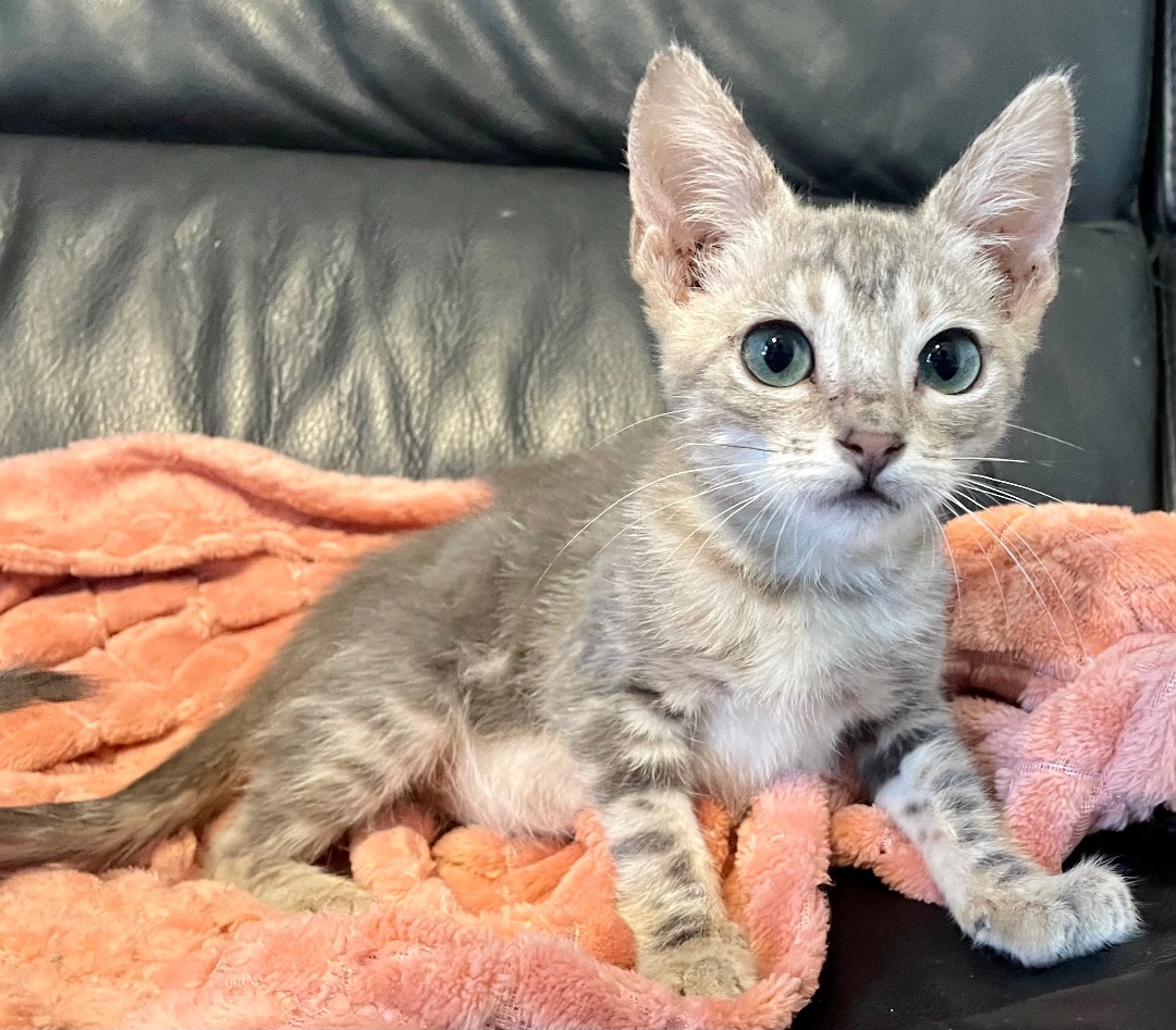 Scream, a Adopted Domestic Short Hair in Wildomar, CA image 1/8