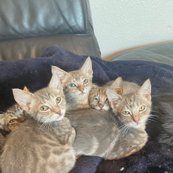 Scream, a Adopted Domestic Short Hair in Wildomar, CA image 4/8