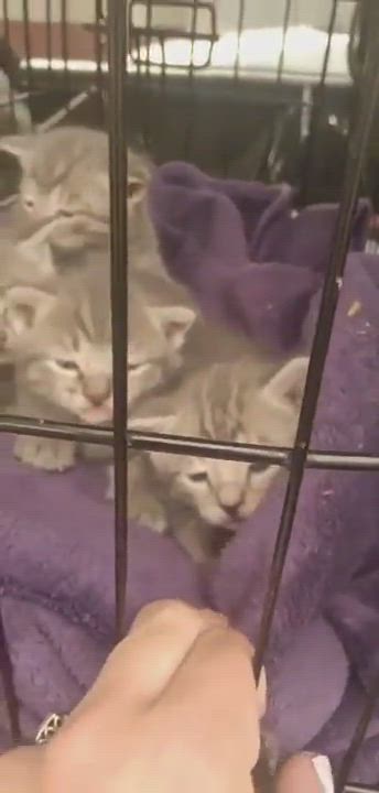 Enlarge Scream, a Adopted Domestic Short Hair in Wildomar, CA video 8/8