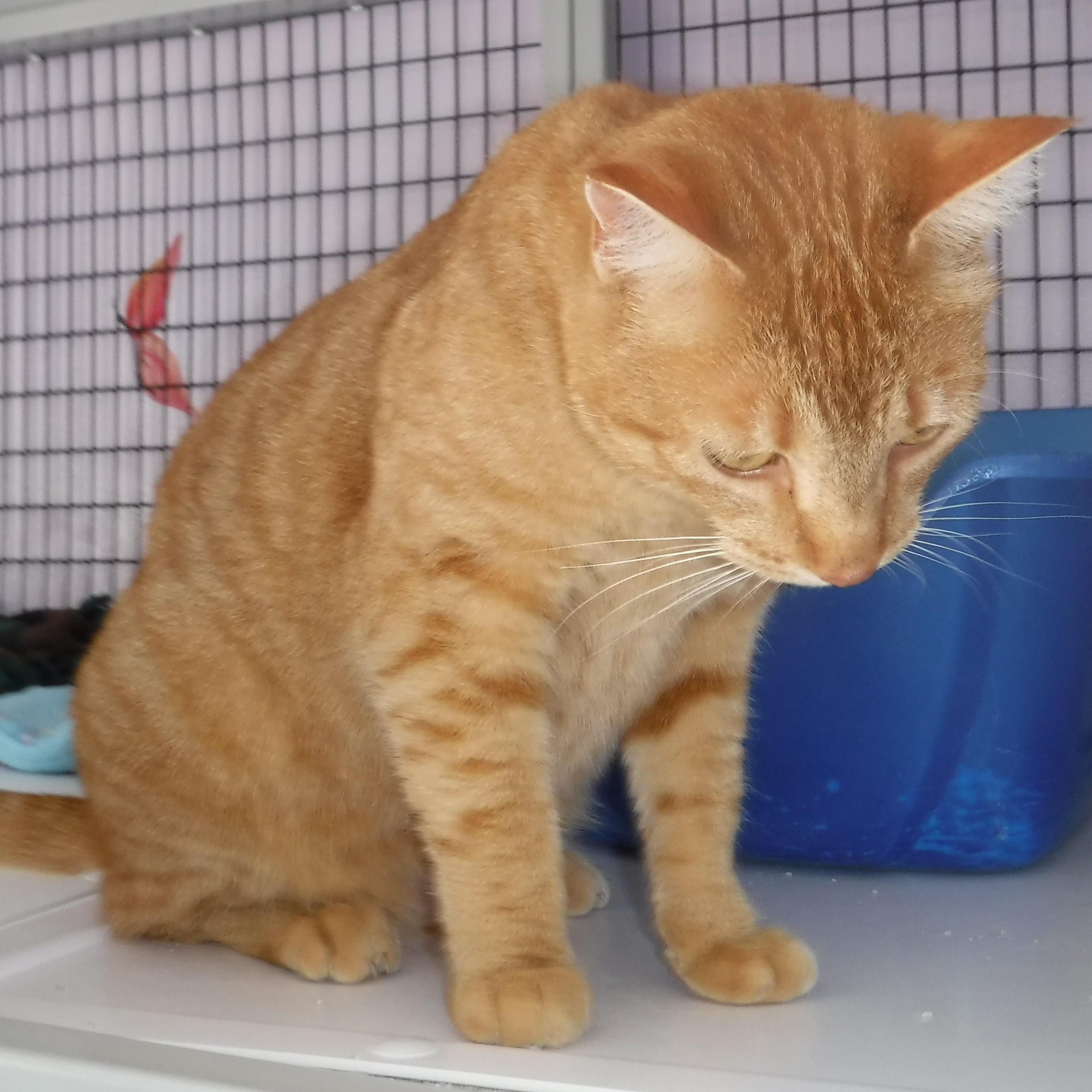 Enlarge Tangerine - Gorgeous & Friendly Gal, a ADOPTABLE Tabby in Hoquiam, WA image 2/2
