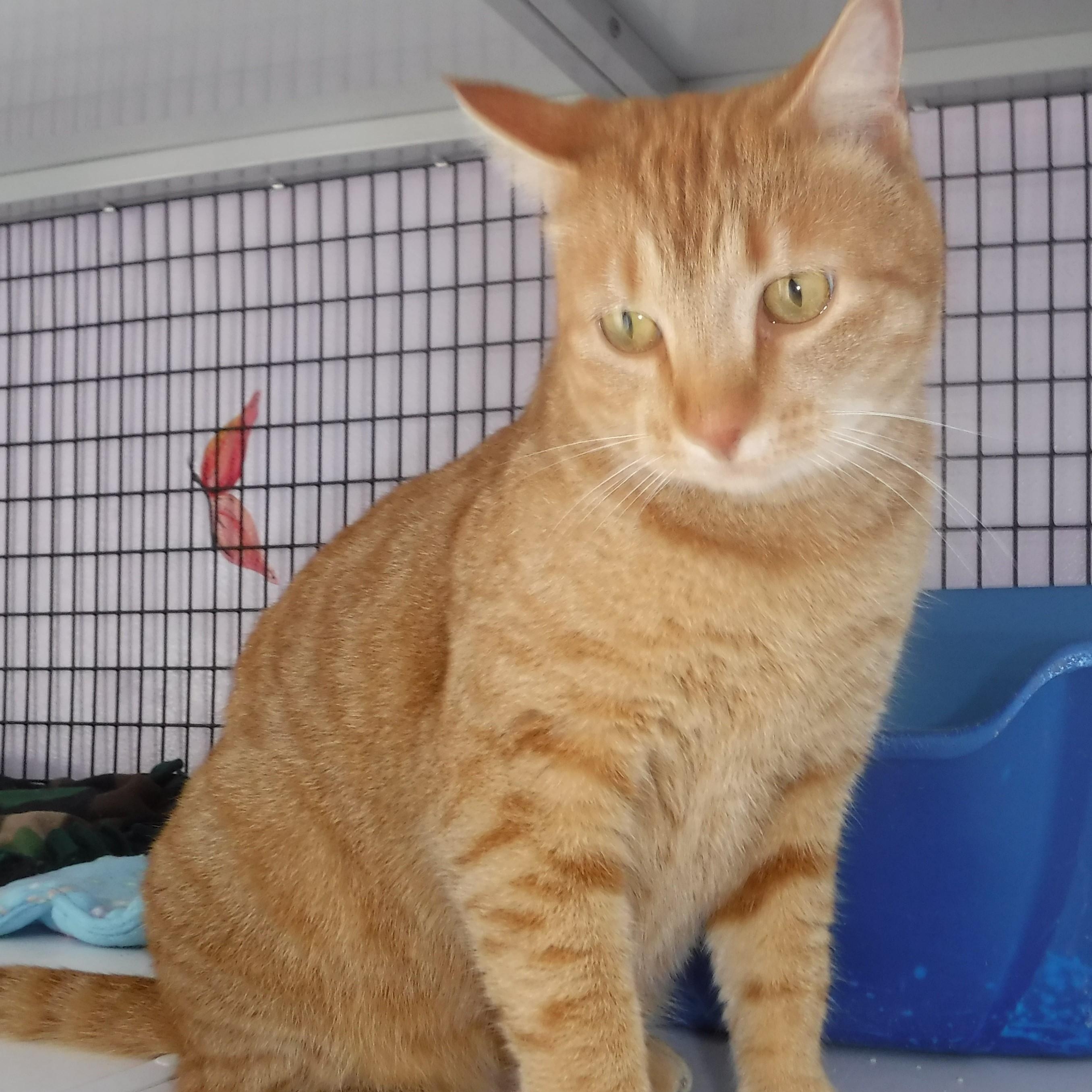 Enlarge Tangerine - Gorgeous & Friendly Gal, a ADOPTABLE Tabby in Hoquiam, WA image 1/2