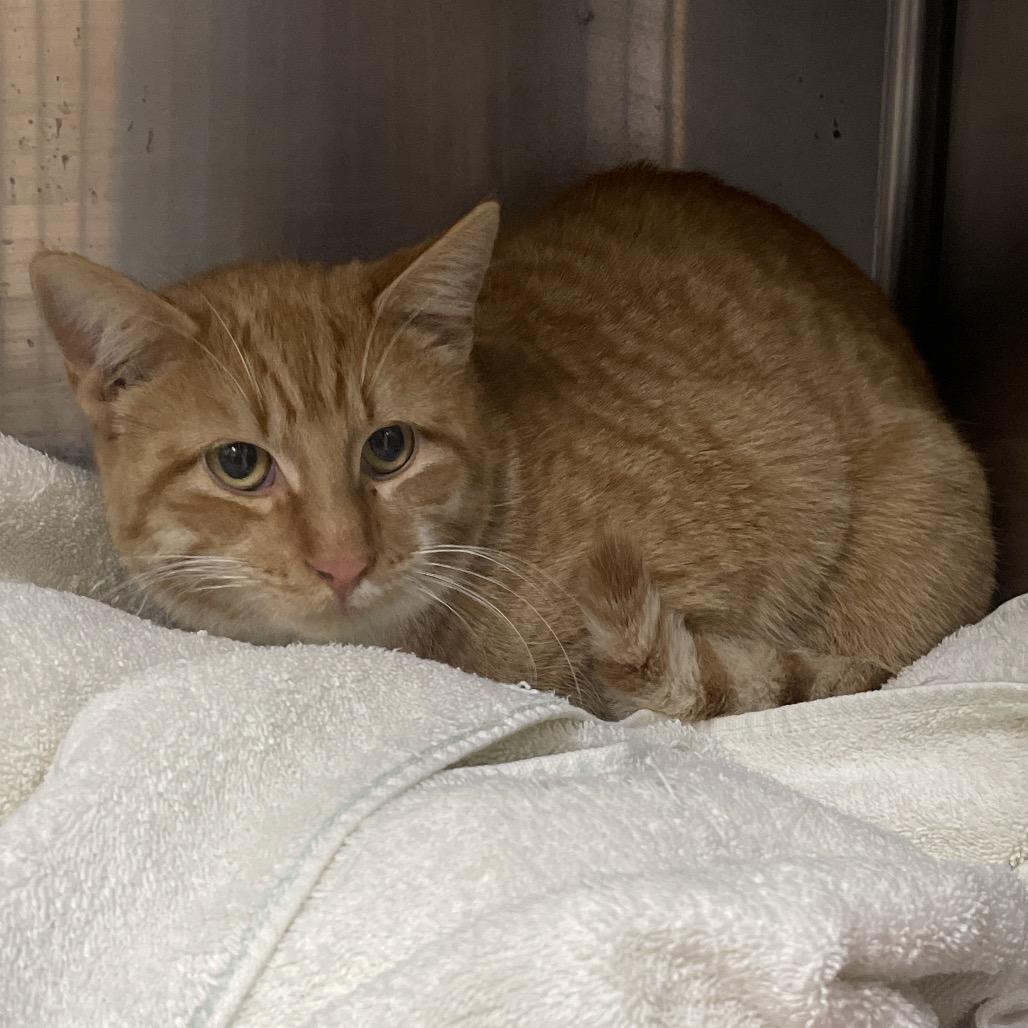 Lester, Adoptable, Young Male Domestic Short Hair.