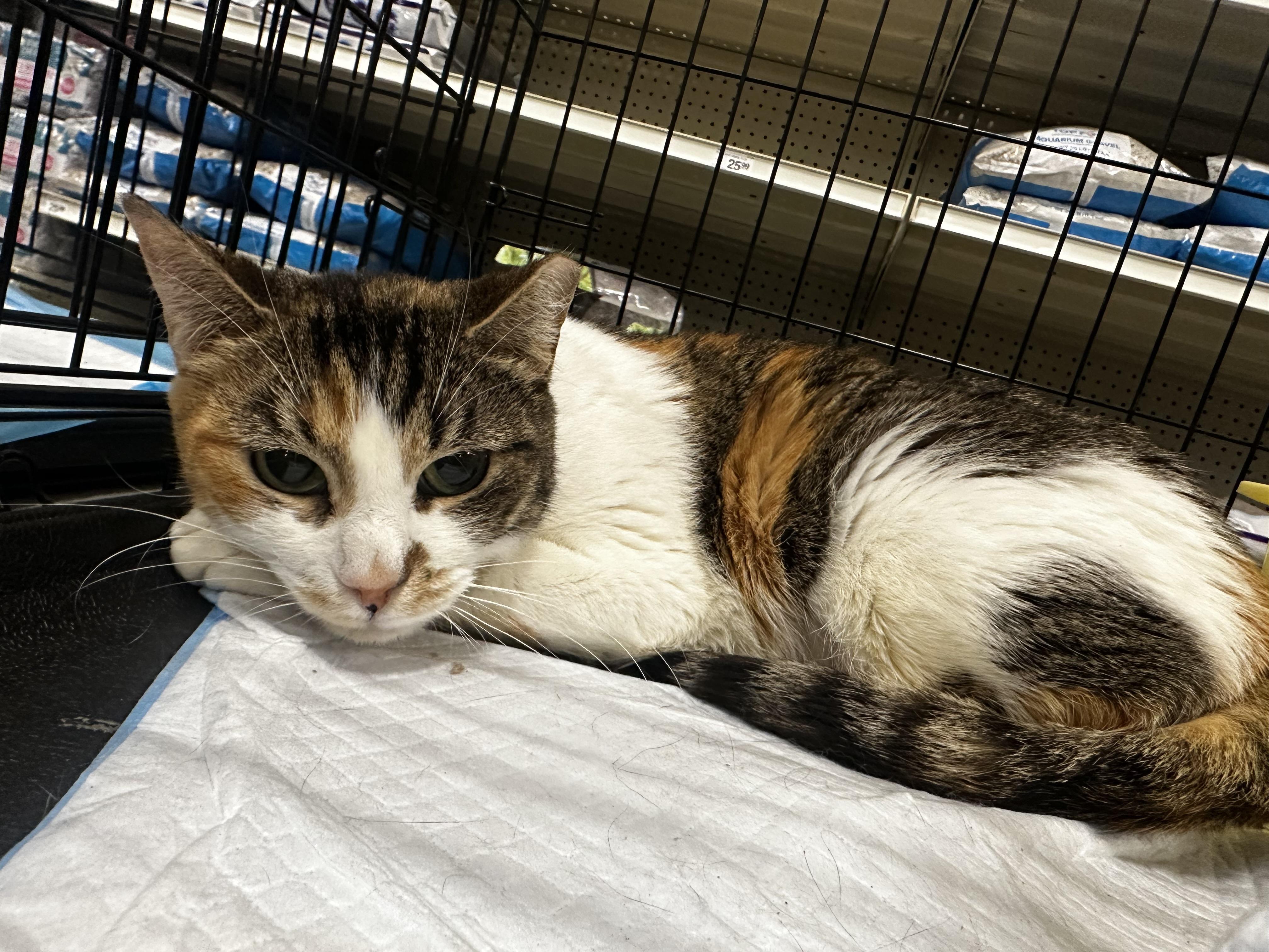 Enlarge Calico baby girl, a Adoptable Calico in Fresno, CA image 4/5