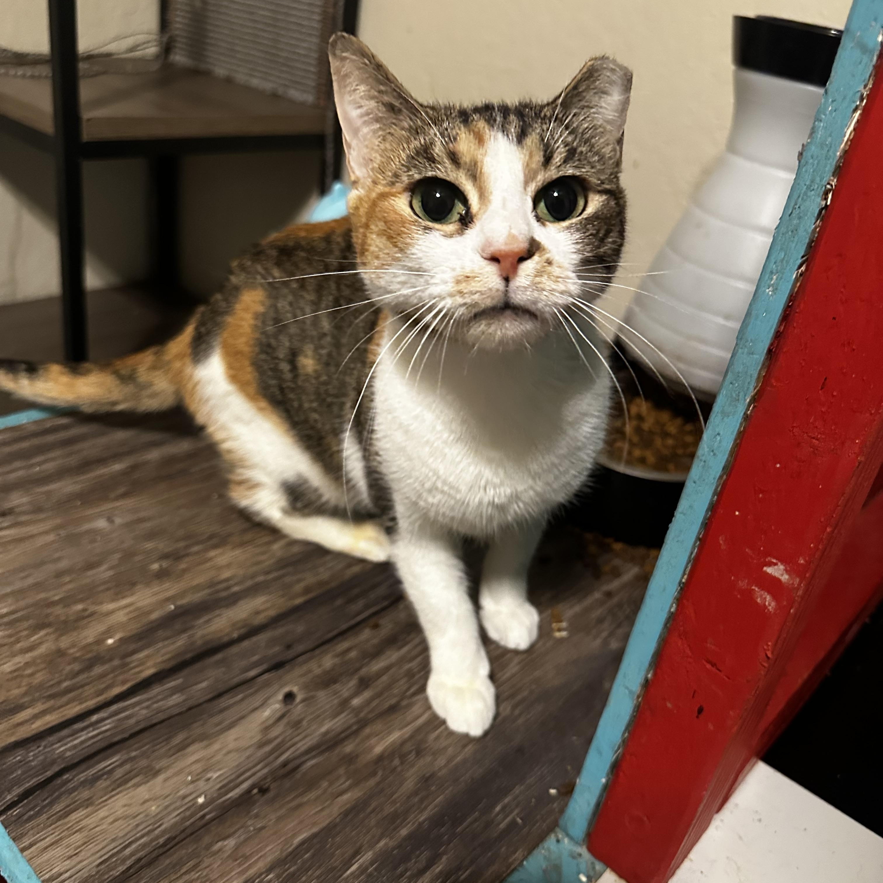 Enlarge Calico baby girl, a Adoptable Calico in Fresno, CA image 1/5