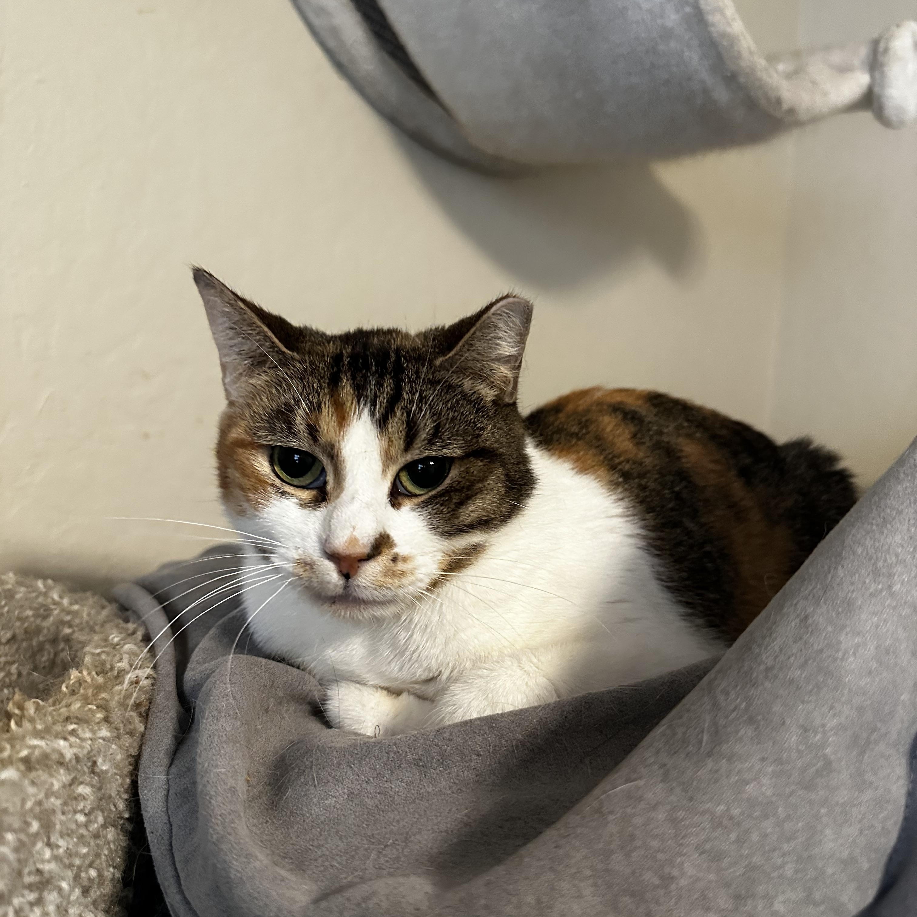 Enlarge Calico baby girl, a Adoptable Calico in Fresno, CA image 3/5