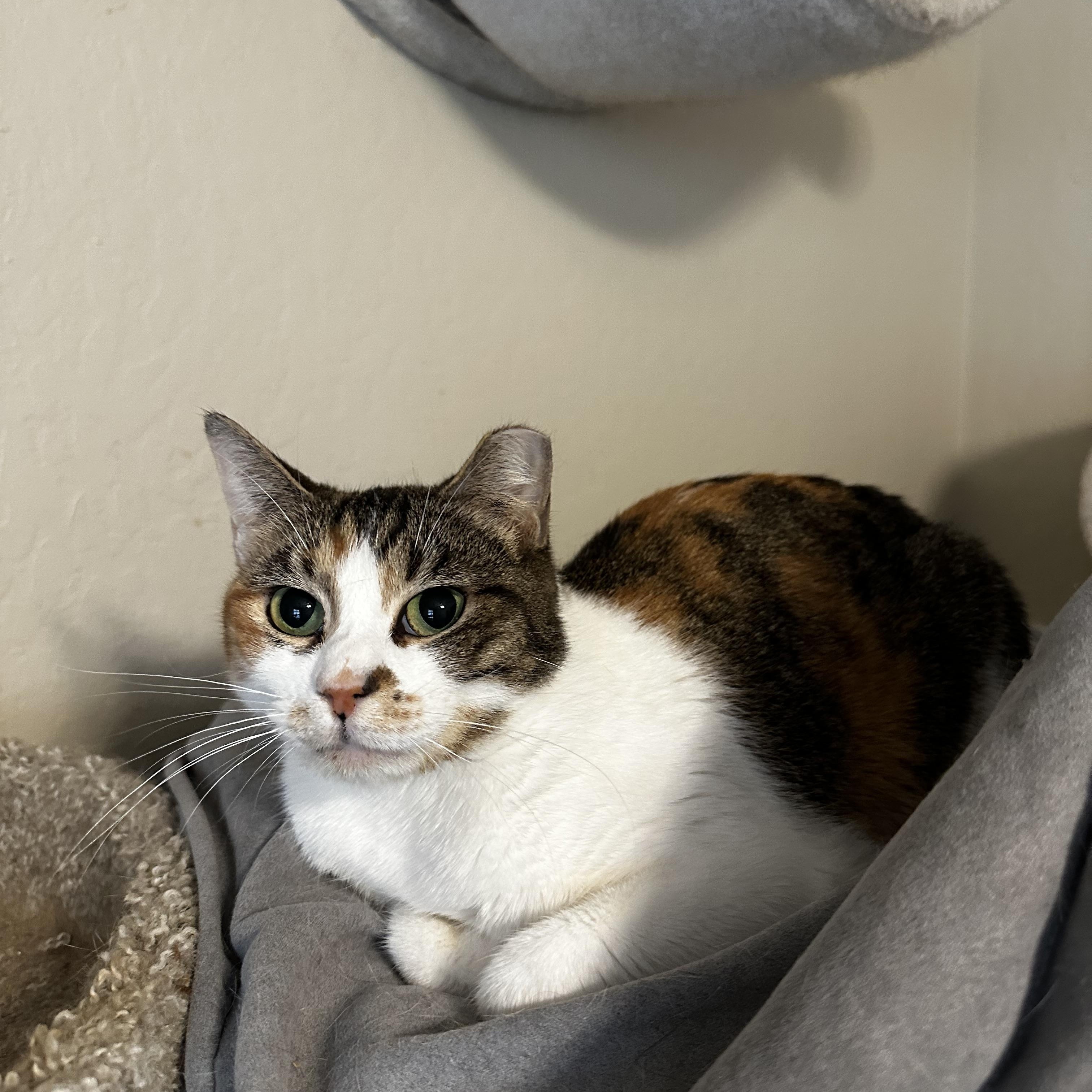 Enlarge Calico baby girl, a Adoptable Calico in Fresno, CA image 2/5