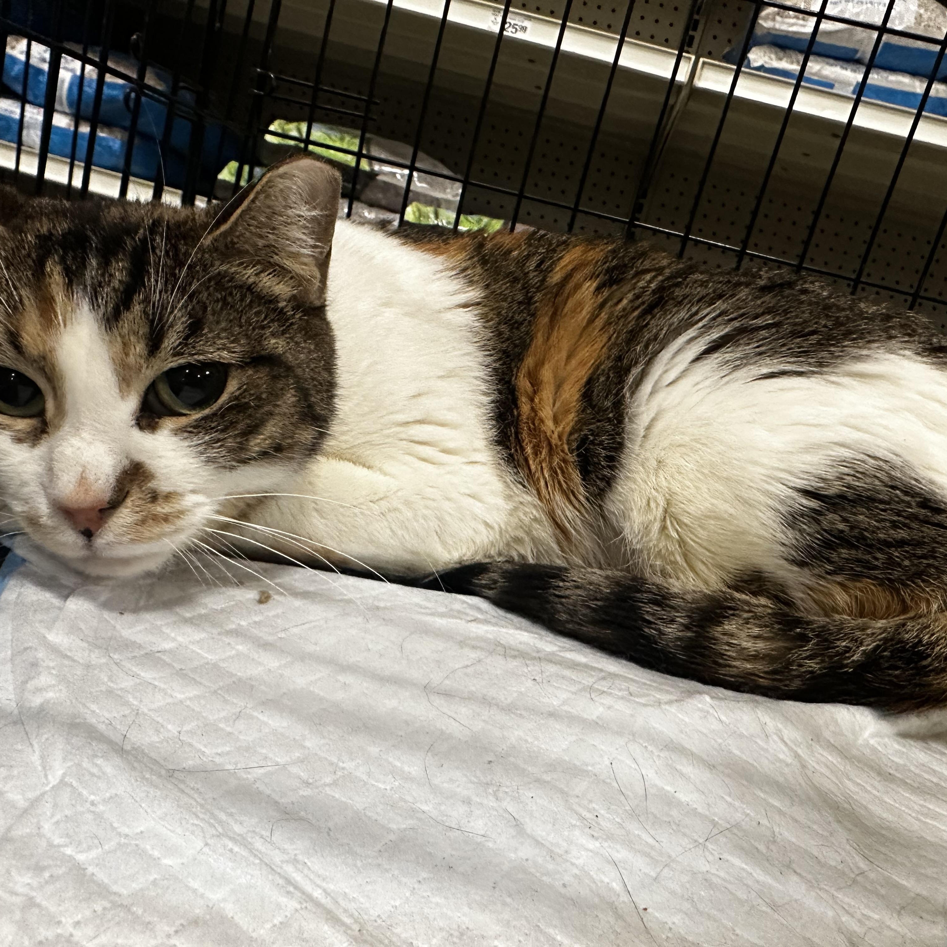 Enlarge Calico baby girl, a Adoptable Calico in Fresno, CA image 5/5