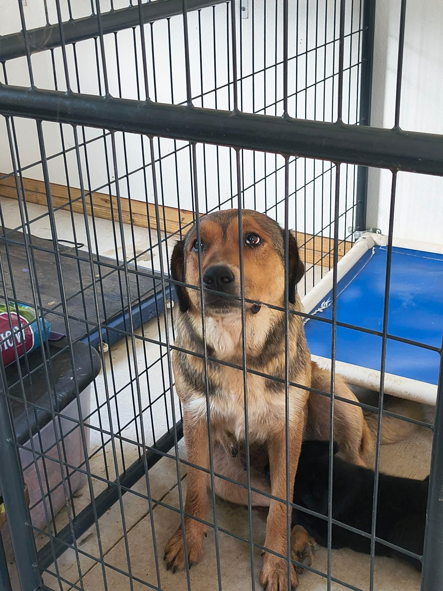 Enlarge Sadie Mae, a Adoptable Shepherd in Stover, MO image 1/2