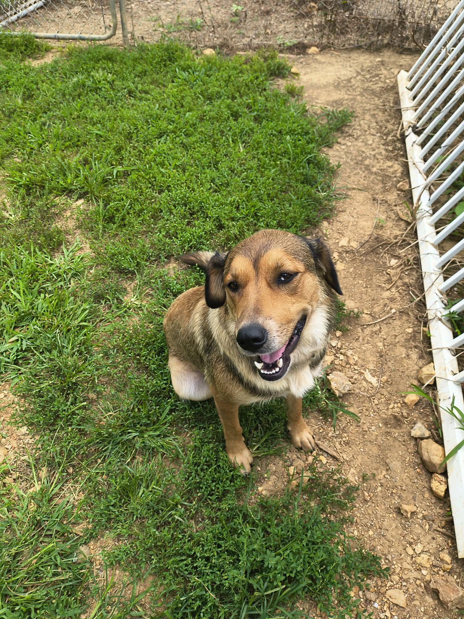 Enlarge Sadie Mae, a Adopted Shepherd in Stover, MO image 2/3