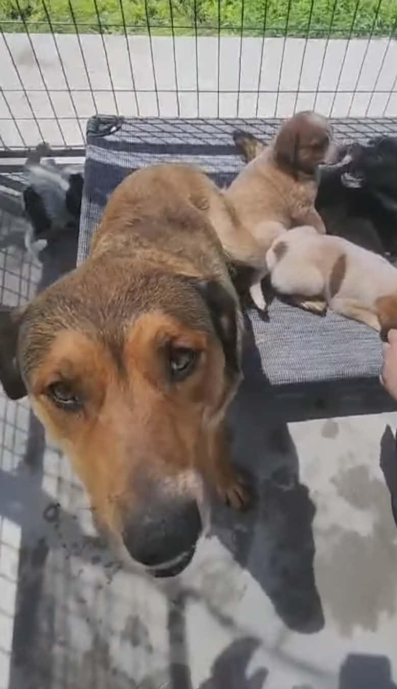 Enlarge Sadie Mae, a Adoptable Shepherd in Stover, MO image 2/2