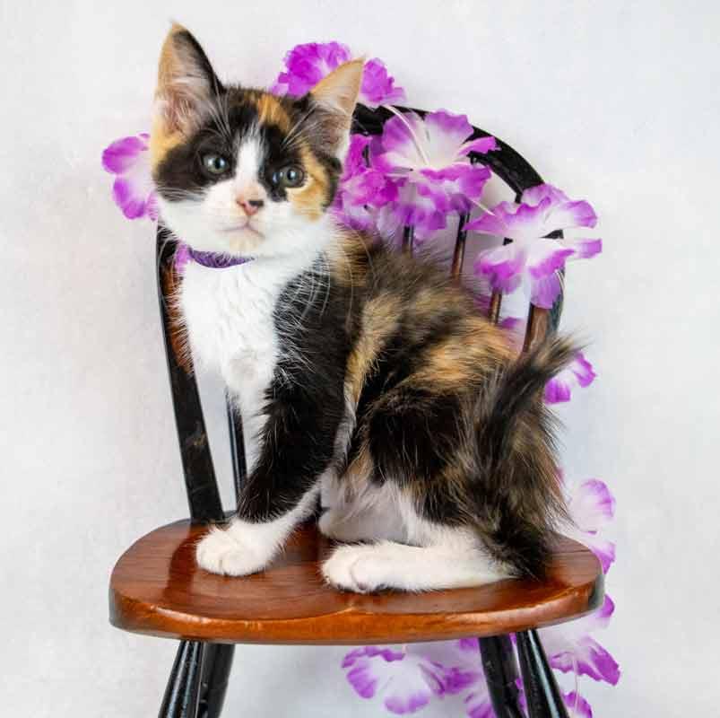 Enlarge Clarabelle, an adopted mixed breed in Kennesaw, GA image 2/6