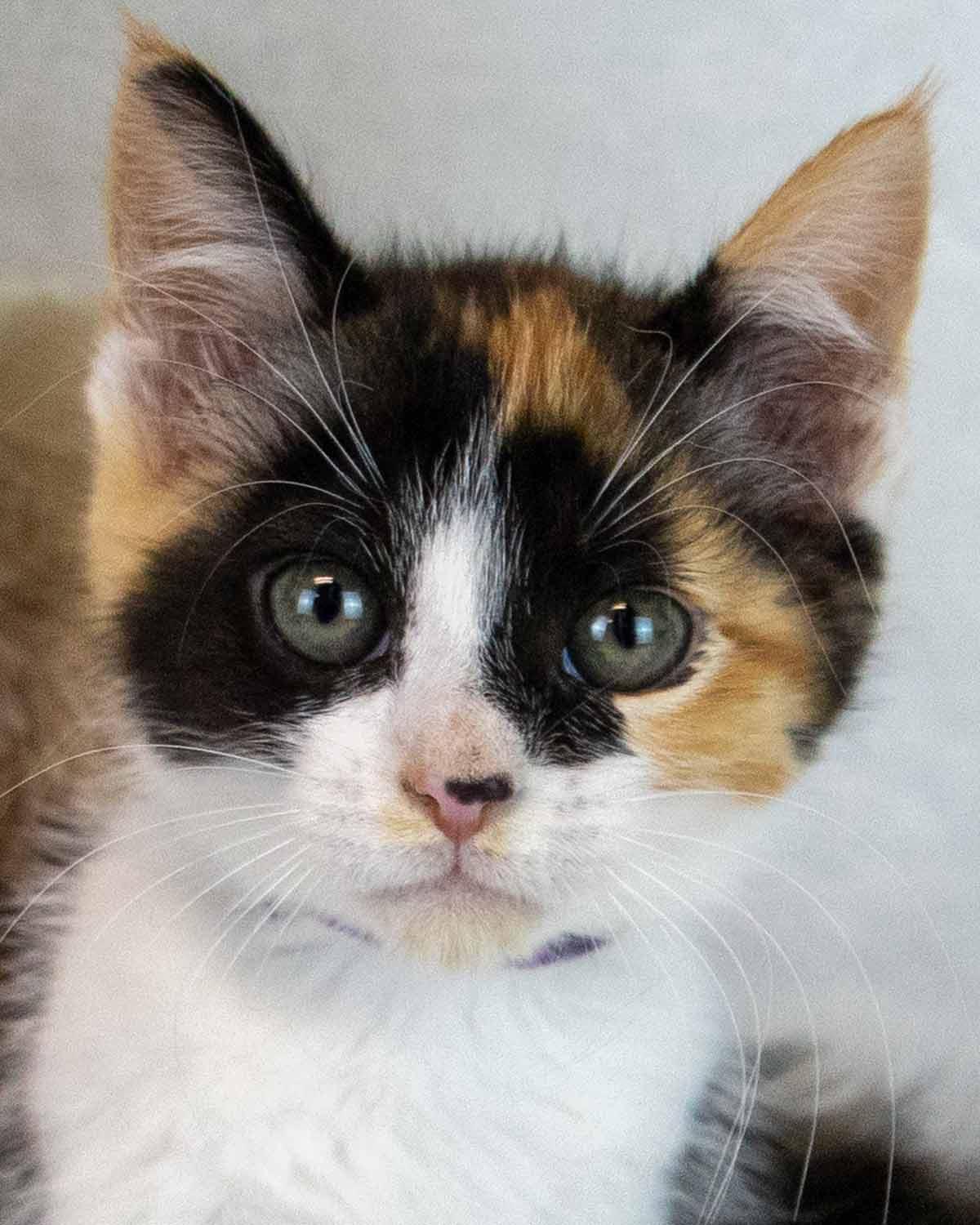 Clarabelle, adopted, Kitten Female Domestic Short Hair & Calico.