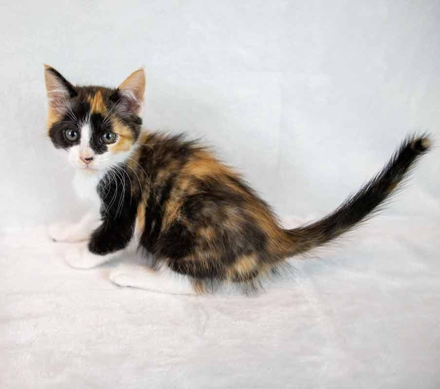 Enlarge Clarabelle, an adopted mixed breed in Kennesaw, GA image 4/6