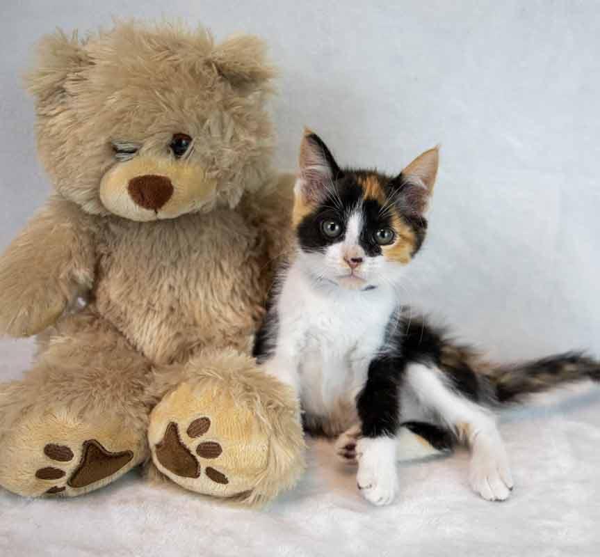 Enlarge Clarabelle, an adopted mixed breed in Kennesaw, GA image 6/6