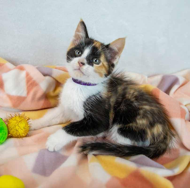 Enlarge Clarabelle, an adopted mixed breed in Kennesaw, GA image 3/6