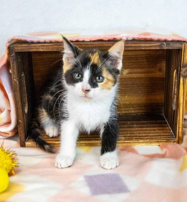 Enlarge Clarabelle, an adopted mixed breed in Kennesaw, GA image 5/6