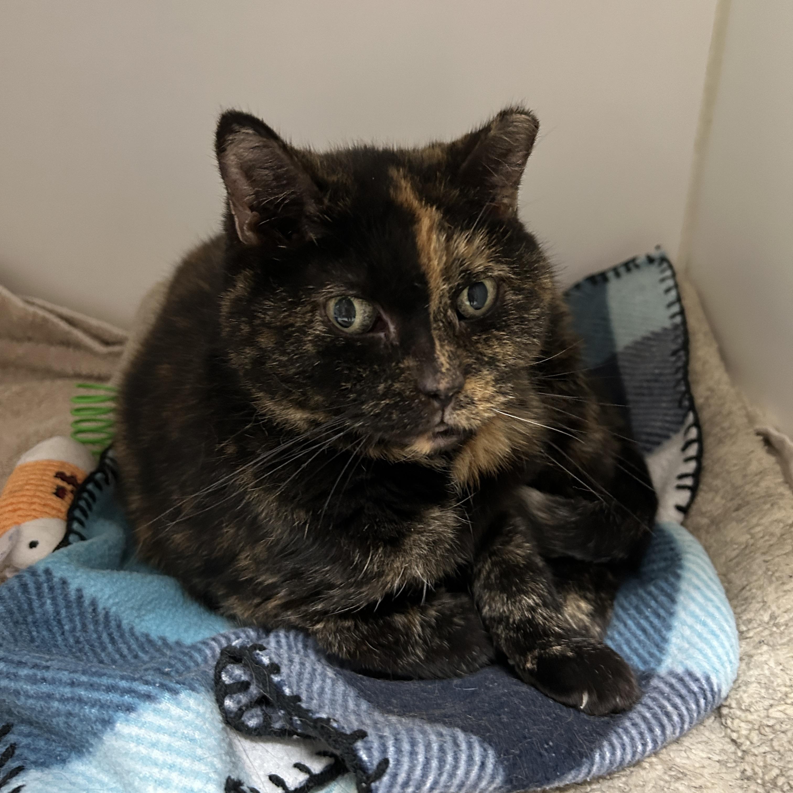 Morganetta, Adoptable, Senior Female Tortoiseshell.