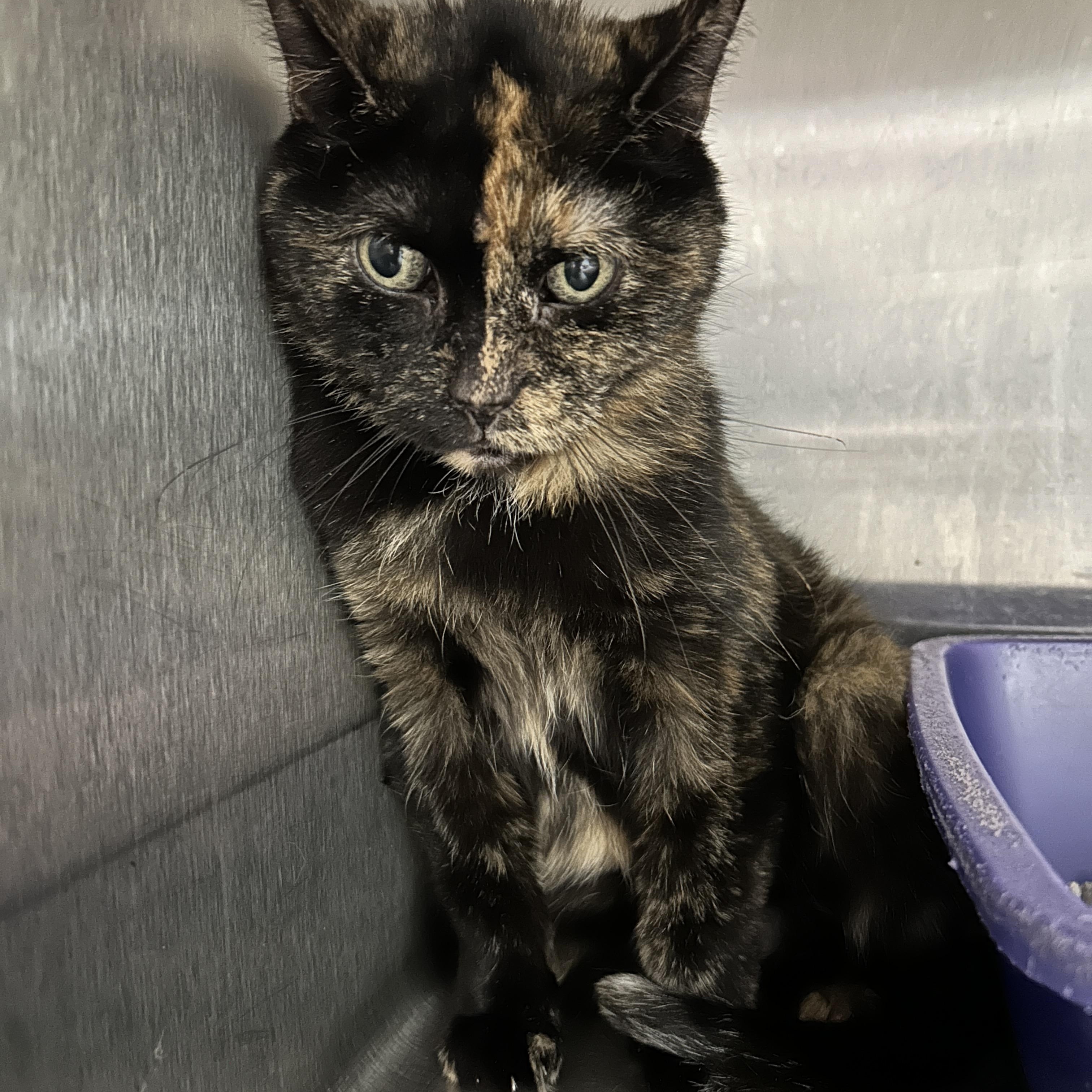 Enlarge Morganetta, a Adoptable Tortoiseshell in La Grange Park, IL image 2/3