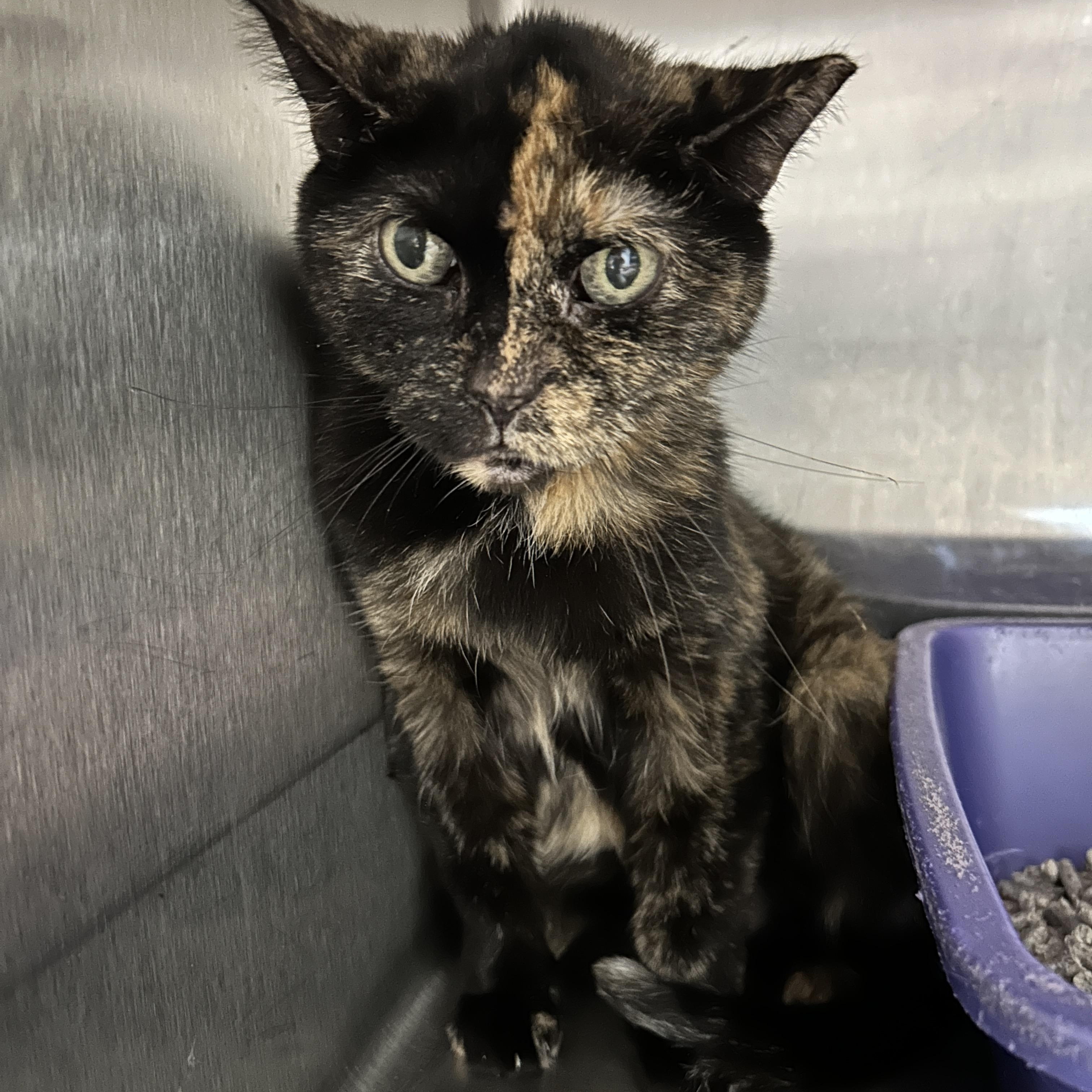 Enlarge Morganetta, a Adoptable Tortoiseshell in La Grange Park, IL image 1/3