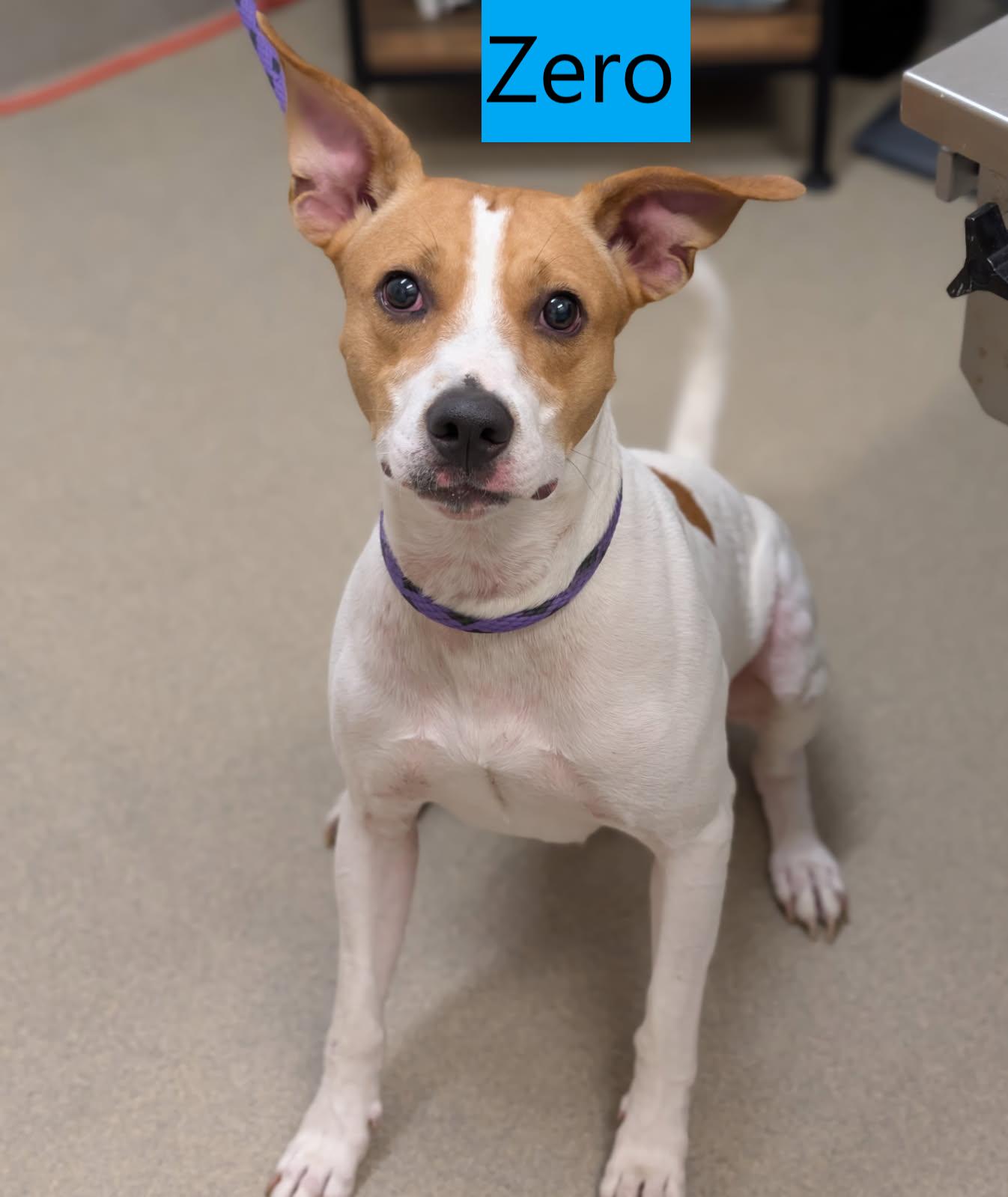 Enlarge Zero, a Adoptable mixed breed in Mount Vernon, OH image 2/2