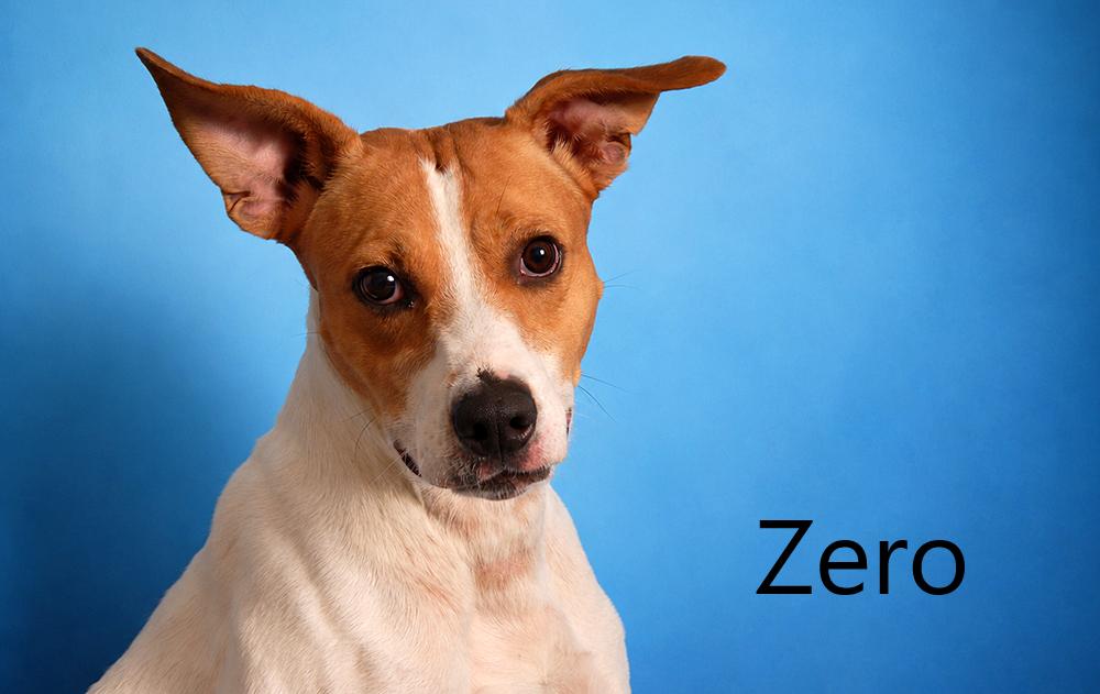 Zero, Adoptable, Adult Male Hound & Retriever.