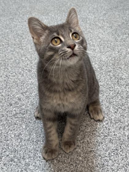 Enlarge Corey, a Adoptable mixed breed in Tinley Park, IL image 2/3