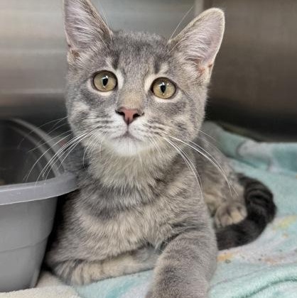 Corey, Adoptable, Kitten Male Domestic Short Hair.