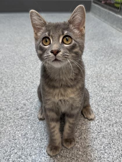 Enlarge Corey, a Adoptable mixed breed in Tinley Park, IL image 3/3