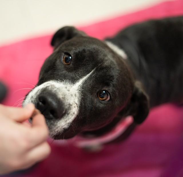 Shadow , a ADOPTABLE mixed breed in Fayetteville, AR image 2/3