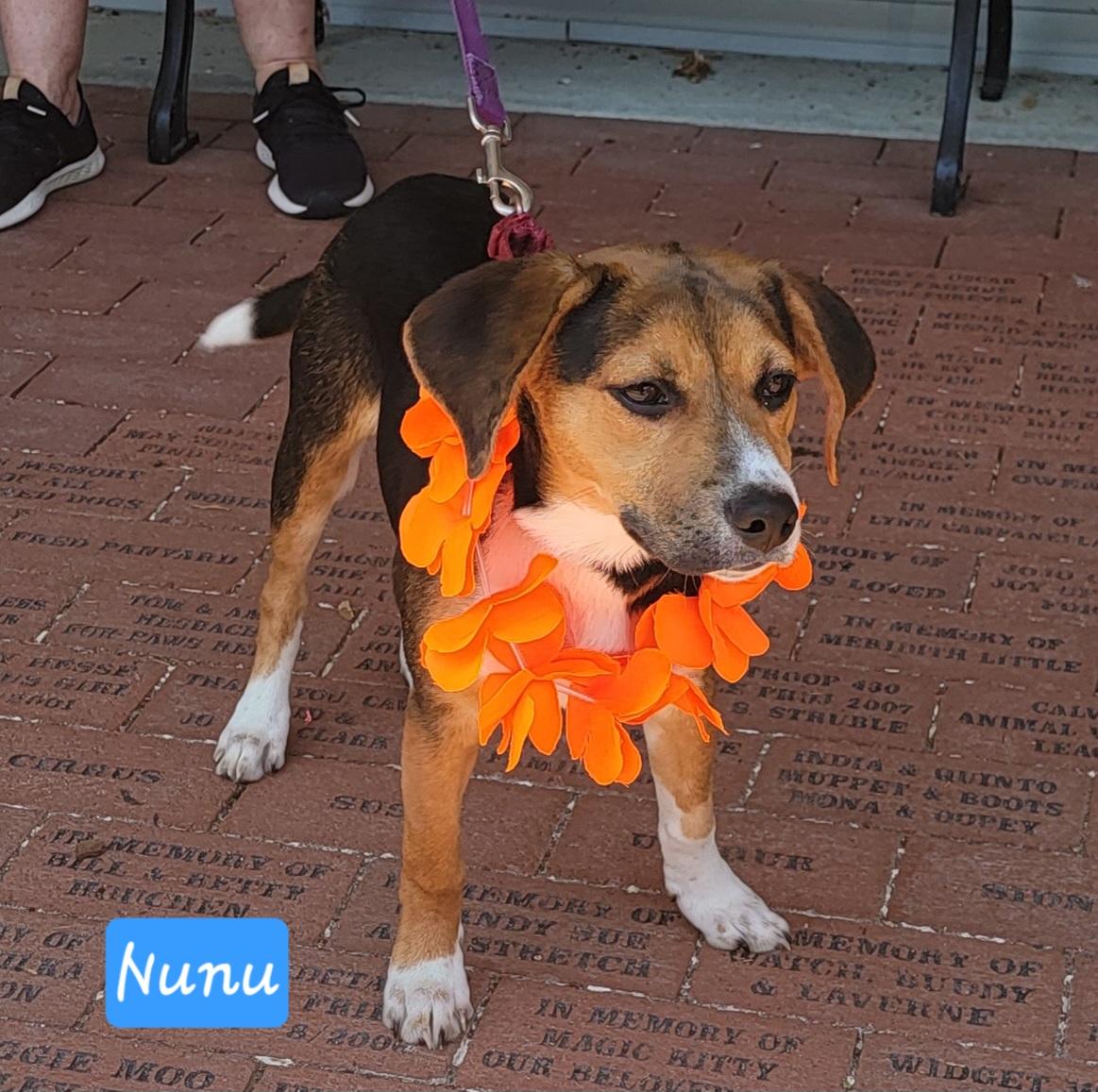 NuNu, a Adoptable mixed breed in Prince Frederick, MD image 3/4