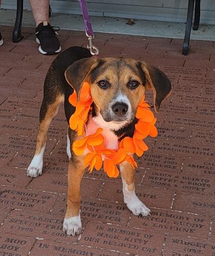 NuNu, a Adoptable mixed breed in Prince Frederick, MD image 2/4