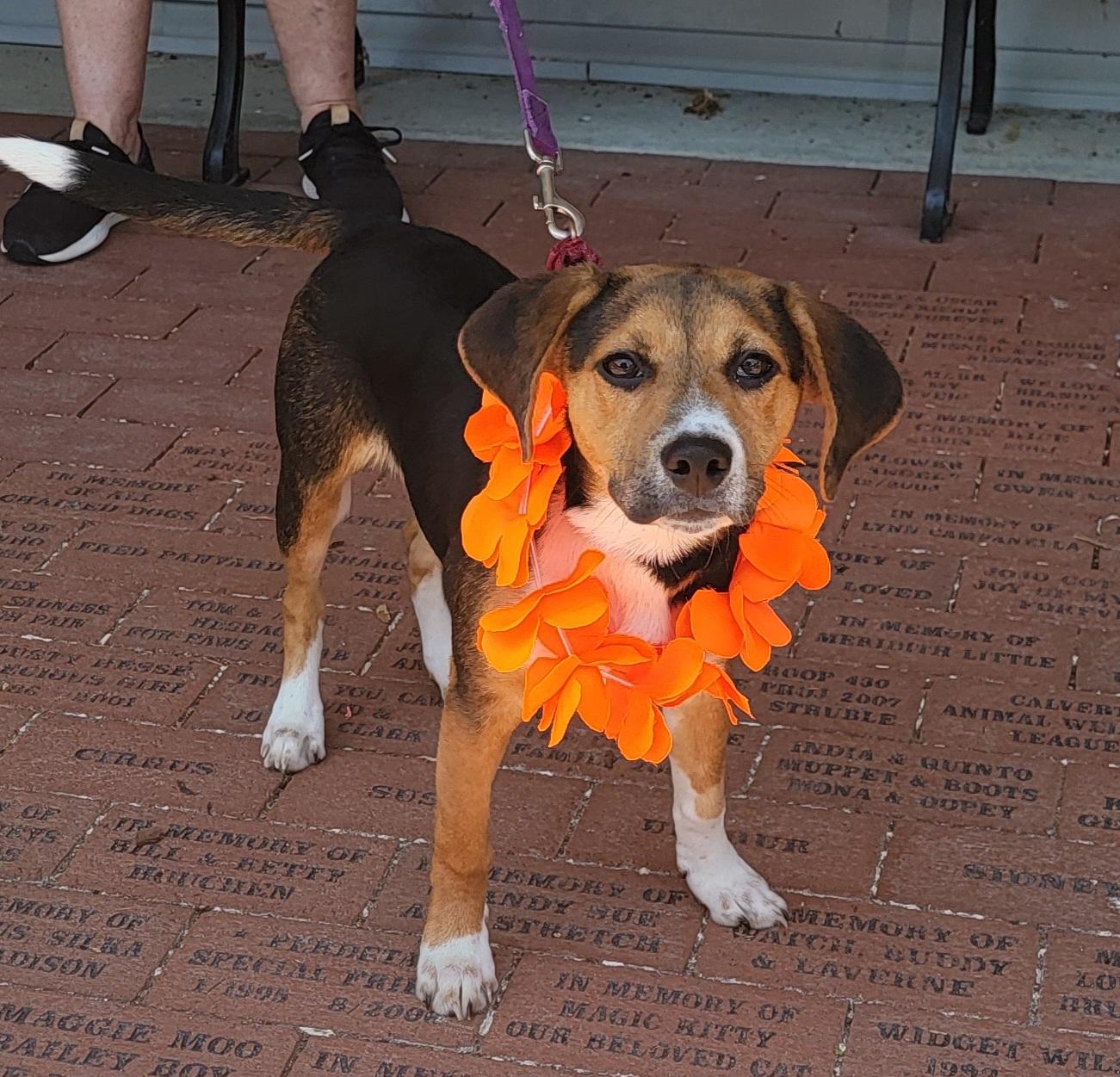NuNu, a Adoptable mixed breed in Prince Frederick, MD image 4/4