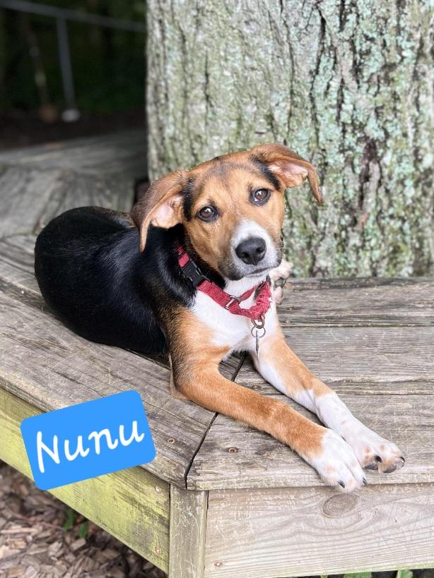 NuNu, a Adoptable mixed breed in Prince Frederick, MD image 1/4