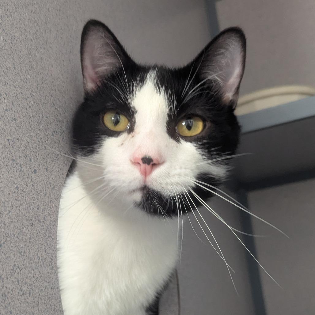 Sushi, Adoptable, Young Male Domestic Short Hair & Manx.